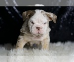Small #3 English Bulldog
