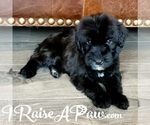 Small Photo #3 Whoodle Puppy For Sale in OVERGAARD, AZ, USA