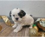 Small #20 Shih Tzu
