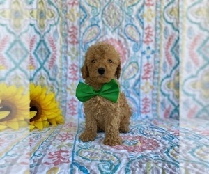 Goldendoodle (Miniature) Puppy for sale in LANCASTER, PA, USA