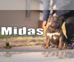 Small #4 American Bully