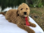 Small Photo #8 Goldendoodle Puppy For Sale in KISSIMMEE, FL, USA