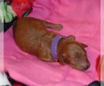 Small Photo #23 Poodle (Standard) Puppy For Sale in CLATSKANIE, OR, USA