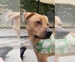 Small #2 Labrador Retriever Mix