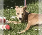 Small #3 Labrador Retriever
