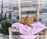 Small Maltipoo (Miniature)