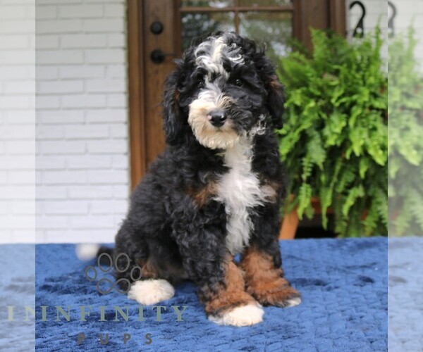 Medium Photo #4 Bernedoodle (Miniature) Puppy For Sale in NARVON, PA, USA