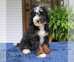 Small #3 Bernedoodle (Miniature)