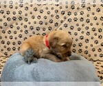 Small #4 Golden Retriever