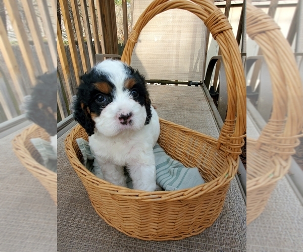 Medium Photo #9 Cavapoo Puppy For Sale in SUMMERVILLE, SC, USA