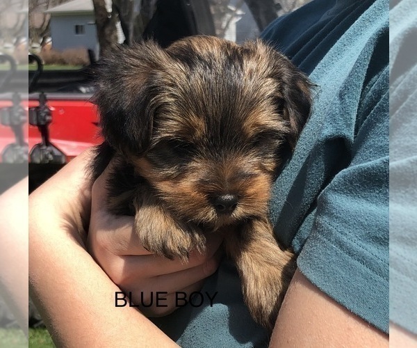 Medium Photo #4 Yorkshire Terrier Puppy For Sale in GALVA, IL, USA