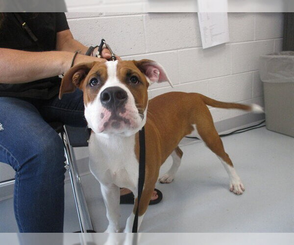 Medium Photo #1 Boxer-Unknown Mix Puppy For Sale in Ocala, FL, USA