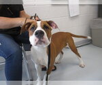 A390670 - Male Boxer-Unknown Mix Dog for Adoption - Small photo