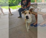 Small #2 Australian Shepherd Mix