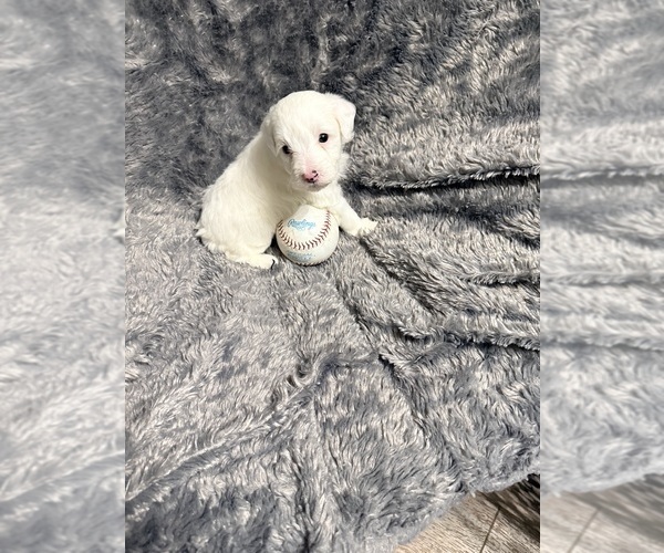 Medium Photo #3 Pom-A-Poo Puppy For Sale in OWINGS, MD, USA