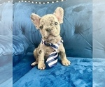 Small #7 French Bulldog