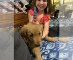 Small Photo #26 Golden Retriever Puppy For Sale in ALIQUIPPA, PA, USA