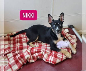 Huskies -Unknown Mix Dogs for adoption in Iroquois, IL, USA
