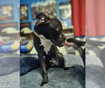 Small #7 American Staffordshire Terrier Mix