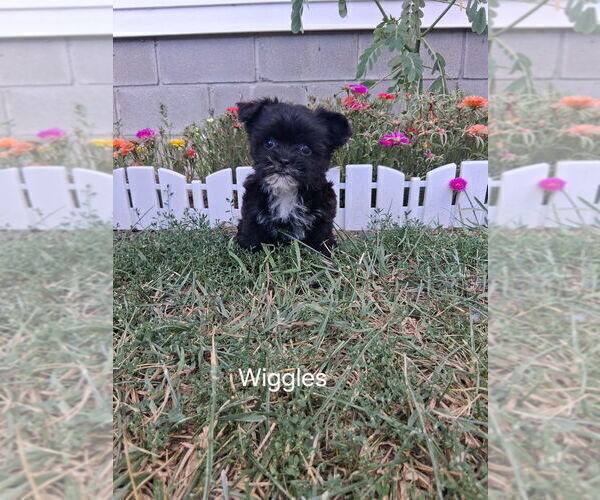 Medium Photo #3 Shorkie Tzu Puppy For Sale in MOUNT PLEASANT, MI, USA