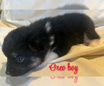 Puppy Oreo Pomsky
