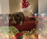 Small Photo #14 American Bully Puppy For Sale in LUBBOCK, TX, USA