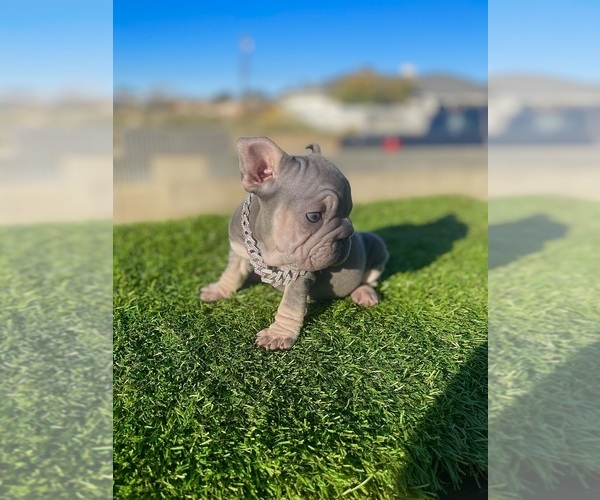 Medium Photo #7 French Bulldog Puppy For Sale in SANTA MONICA, CA, USA