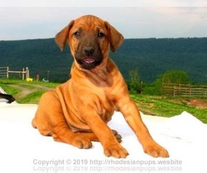 Rhodesian Ridgeback Puppy for sale in MACOMB, MO, USA