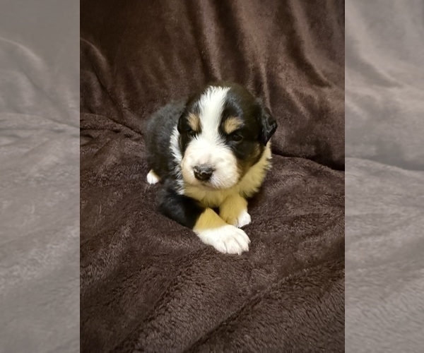 Medium Photo #26 Australian Shepherd Puppy For Sale in EUSTIS, FL, USA