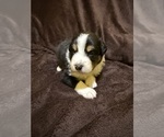 Small Photo #26 Australian Shepherd Puppy For Sale in EUSTIS, FL, USA