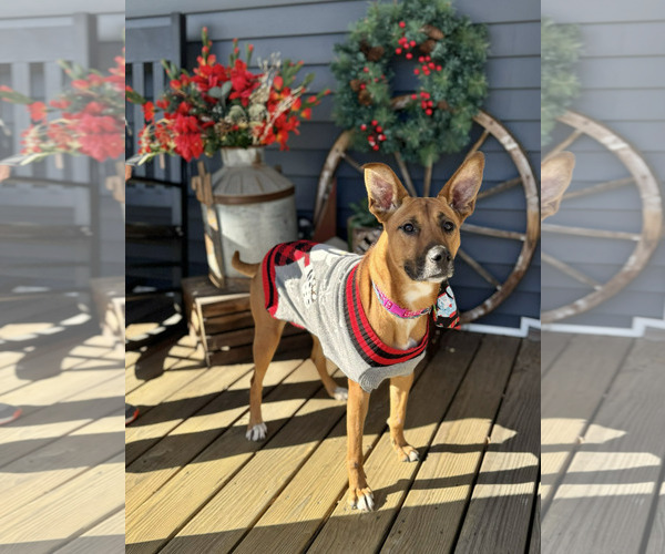 Medium Photo #2 Mutt Puppy For Sale in Holly Springs, NC, USA