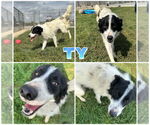 Small English Shepherd Mix