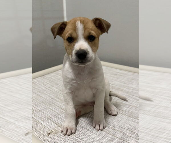 Medium Photo #6 Bulldog-Collie Mix Puppy For Sale in Bolivar, MO, USA