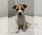 Small #5 Bulldog-Collie Mix