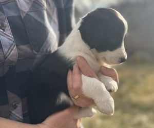 Medium Border-Aussie