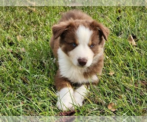 Australian Shepherd Puppy for Sale in MARIANNA, Florida USA