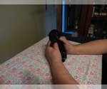 Small Photo #2 Schnauzer (Miniature) Puppy For Sale in ROCKINGHAM, NC, USA