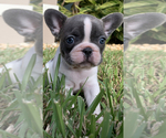 Puppy 2 French Bulldog