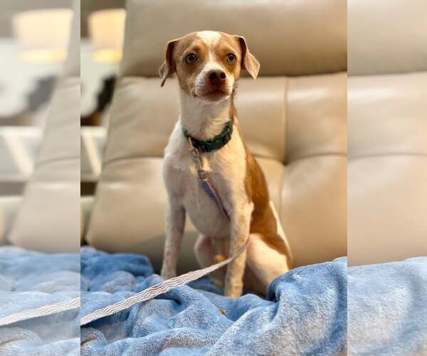 Medium Photo #2 Chihuahua-Unknown Mix Puppy For Sale in Visalia, CA, USA