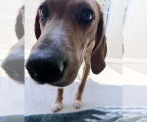 Mutt Dogs for adoption in Hilton Head, SC, USA