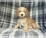 Small #9 Cockapoo
