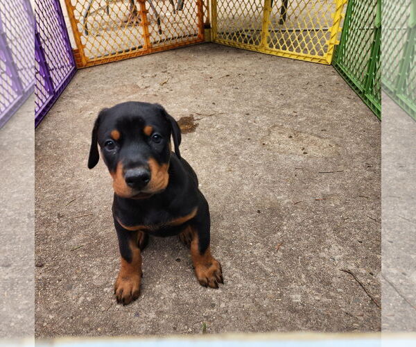 Medium Photo #4 Doberman Pinscher Puppy For Sale in Buffalo, MN, USA