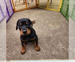 Small #3 Doberman Pinscher