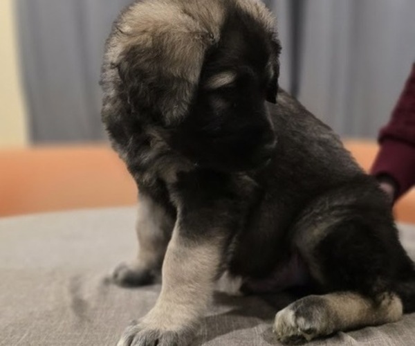 Medium Photo #1 Alaskan Malamute-Mastiff Mix Puppy For Sale in OMAHA, NE, USA