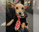 Small #10 Chihuahua