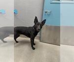Small German Shepherd Dog Mix