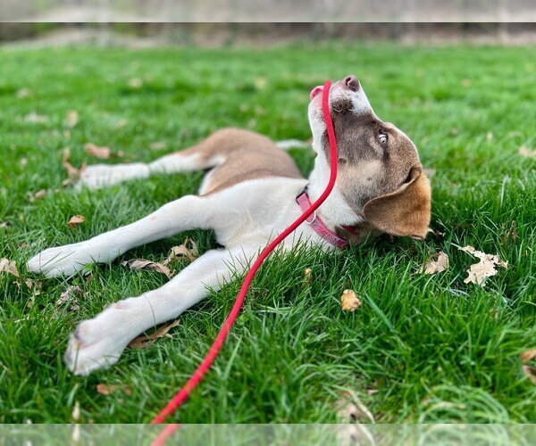 Medium Photo #2 Mutt Puppy For Sale in Lawrenceville, NJ, USA