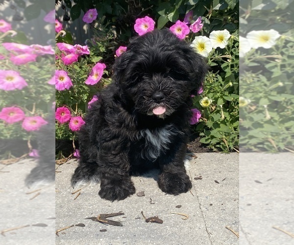 Medium Photo #3 Lhasa Apso-Poodle (Toy) Mix Puppy For Sale in CANOGA, NY, USA