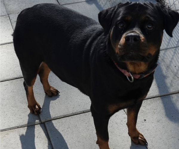 Medium Photo #19 Rottweiler Puppy For Sale in S CHARLESTON, WV, USA