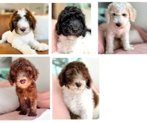 Goldendoodle Litter for sale in PALM CITY, FL, USA